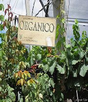Organic-wines1