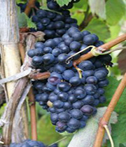 heatlh-benefits-of-grapes1