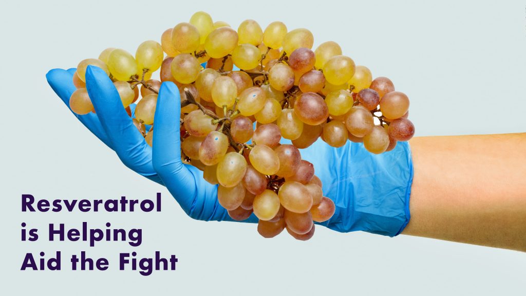 Image of a medical gloved hand holding grapes with the words Resveratrol is helping aid the fight.