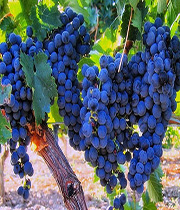 resveratrol-enhanced-grapes1