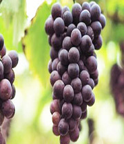 welchs-grapes1