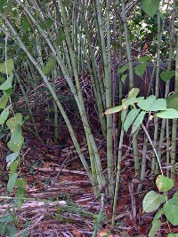 Japanese Knotweed's bamboo-like stems