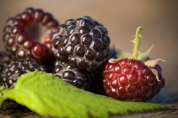 Black Raspberries Superfoods