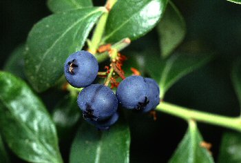 Blueberry Bush