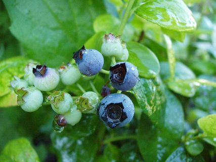 Blueberry Bush