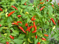 Cayanne Peppers Contain Capsaicin