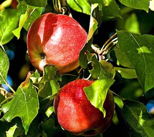 Apples are high in antioxidants