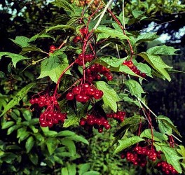 A highbush cranberry