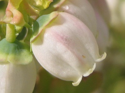 Close up of White Blueberry Blossom in a "how to grow blueberries" article.