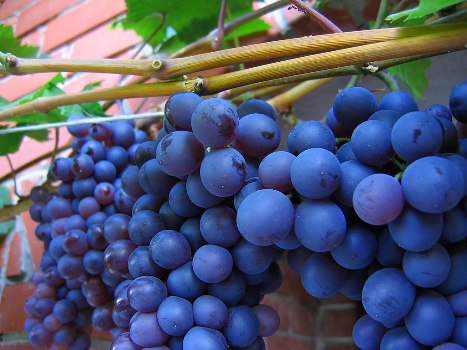 Shiraz Grape