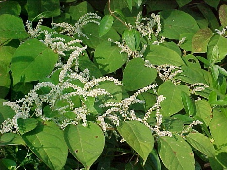 Japanese Knotweed Medicinal Properties