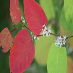 What is Resveratrol, Exactly?