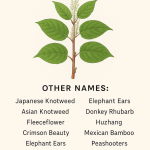 Unraveling the Scientific Name for Japanese Knotweed