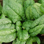 Spinach improve skin health