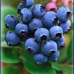 What are Blueberries Health Benefits?