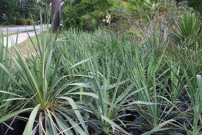 For the Yucca health Benefits page, image of giant yucca plants along a roadway