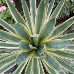 Yucca Health Benefits